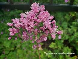 Attēlu rezultāti vaicājumam “Thalictrum aquilegifolium fruit”