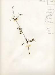 Attēlu rezultāti vaicājumam “Galium uliginosum”