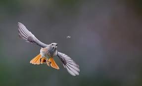 Attēlu rezultāti vaicājumam “Phoenicurus phoenicurus”