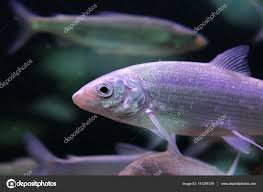 Image result for Coregonus lavaretus