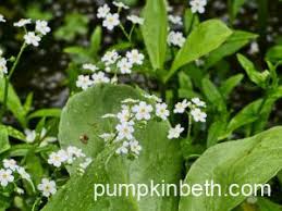 Attēlu rezultāti vaicājumam “Myosotis scorpioides bud”