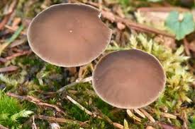 Attēlu rezultāti vaicājumam “Strobilurus esculentus”