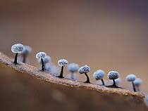 Attēlu rezultāti vaicājumam “Didymium sp.”