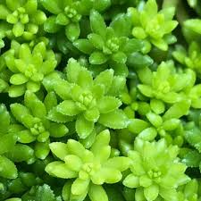 Image result for Sedum acre