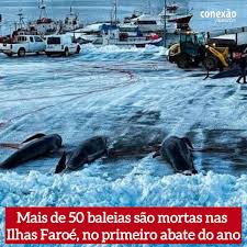 Image result for massacre golfinhos dinamarca