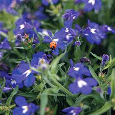 Image result for Lobelia erinus