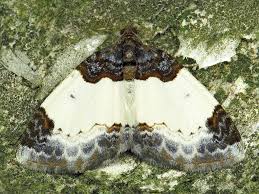 Attēlu rezultāti vaicājumam “Mesoleuca albicillata”