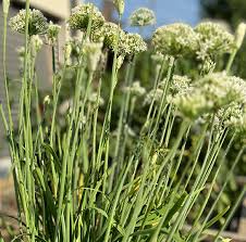 Image result for Schnittknoblauch