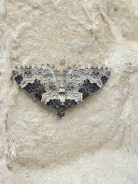 Attēlu rezultāti vaicājumam “Xanthorhoe fluctuata”