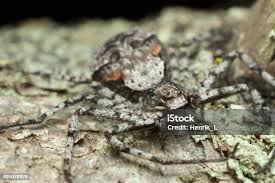 Attēlu rezultāti vaicājumam “Philodromus margaritatus”