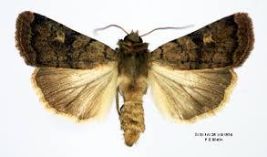 Attēlu rezultāti vaicājumam “Diarsia florida”