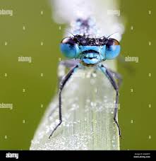 Attēlu rezultāti vaicājumam “Coenagrion pulchellum male”