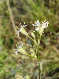 Attēlu rezultāti vaicājumam “Silene wolgensis”