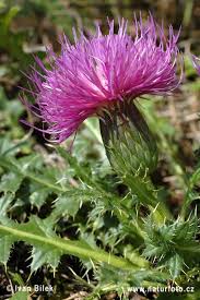 Attēlu rezultāti vaicājumam “Cirsium acaule leaf”