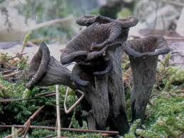 Attēlu rezultāti vaicājumam “Cratarellus cornucopioides”