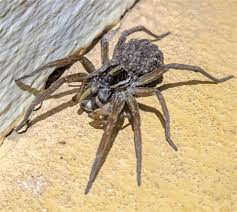 Attēlu rezultāti vaicājumam “Lycosidae”