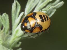 Attēlu rezultāti vaicājumam “Tritomegas bicolor nymph”