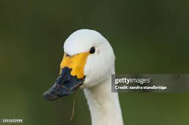 Attēlu rezultāti vaicājumam “Cygnus columbianus adult”
