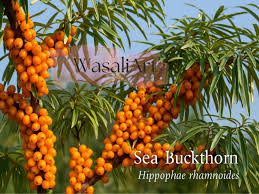 Attēlu rezultāti vaicājumam “Hippophae rhamnoides fruit”