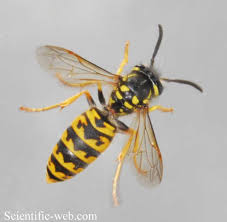 Attēlu rezultāti vaicājumam “Vespula germanica male”