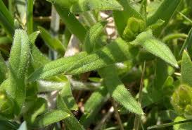 Attēlu rezultāti vaicājumam “Cerastium arvense flower”