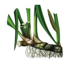 Attēlu rezultāti vaicājumam “Acorus calamus fruit”