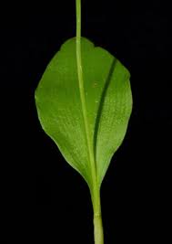 Attēlu rezultāti vaicājumam “Malaxis monophyllos leaf”