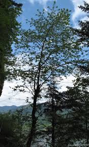 Attēlu rezultāti vaicājumam “Cerasus leaf”