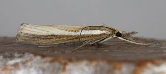 Attēlu rezultāti vaicājumam “Agriphila tristella”