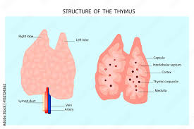Image result for Thymus