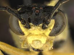 Attēlu rezultāti vaicājumam “Rhogogaster picta”