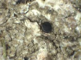 Attēlu rezultāti vaicājumam “Scoliciosporum chlorococcum”