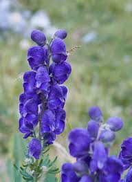 Image result for Aconitum napellus