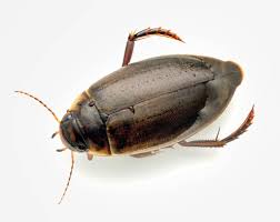 Attēlu rezultāti vaicājumam “Colymbetes striatus”