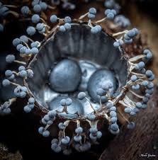 Attēlu rezultāti vaicājumam “Comatricha nigra spores”