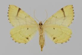 Attēlu rezultāti vaicājumam “Eulithis mellinata”