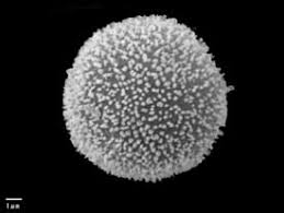 Attēlu rezultāti vaicājumam “Lamproderma pseudomaculatum stalked”