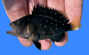 Image result for Hyporthodus niveatus