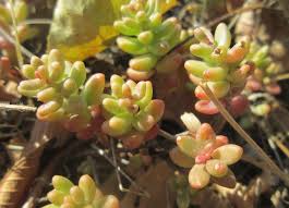 Attēlu rezultāti vaicājumam “Sedum album leaf”