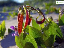 Attēlu rezultāti vaicājumam “Lathyrus japonicus subsp. maritimus leaf”
