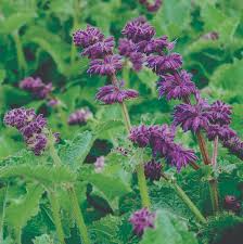 Attēlu rezultāti vaicājumam “Salvia verticillata”