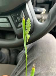 Attēlu rezultāti vaicājumam “Poa trivialis leaf”