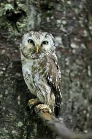 Attēlu rezultāti vaicājumam “Aegolius funereus adult”