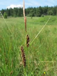 Attēlu rezultāti vaicājumam “Carex lasiocarpa”