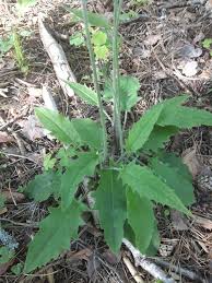 Attēlu rezultāti vaicājumam “Hieracium murorum bud”