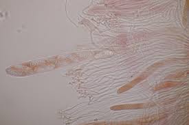 Attēlu rezultāti vaicājumam “Propolis farinosa”