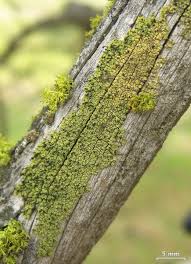 Attēlu rezultāti vaicājumam “Calicium viride”