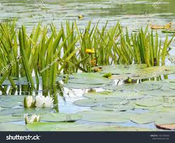 Attēlu rezultāti vaicājumam “Stratiotes aloides leaf”