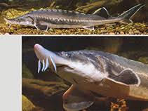 Image result for Huso fulvescens