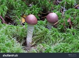 Attēlu rezultāti vaicājumam “Stropharia hornemannii”